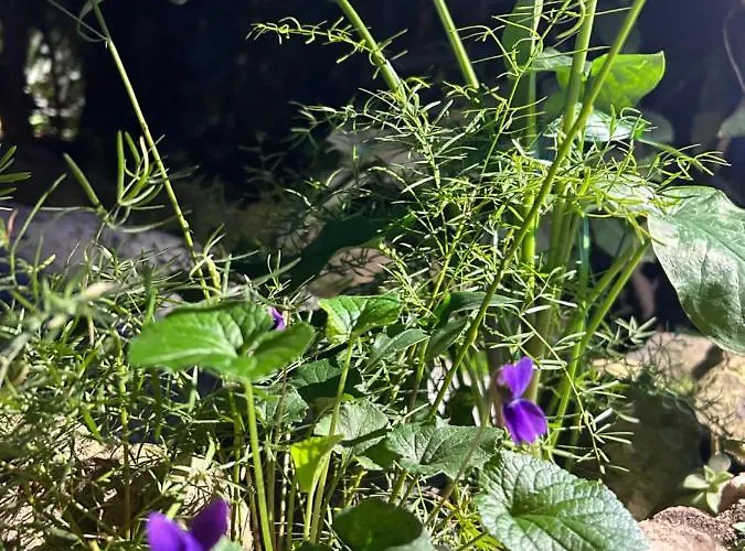 Isola Roger - Con Giardino A *